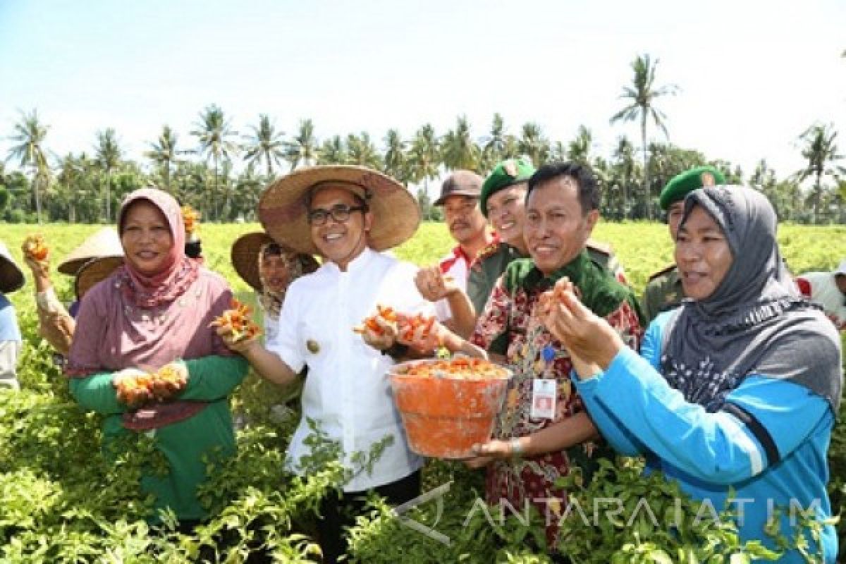 Banyuwangi Kembangkan Irigasi Hemat Air untuk Komoditas Cabai