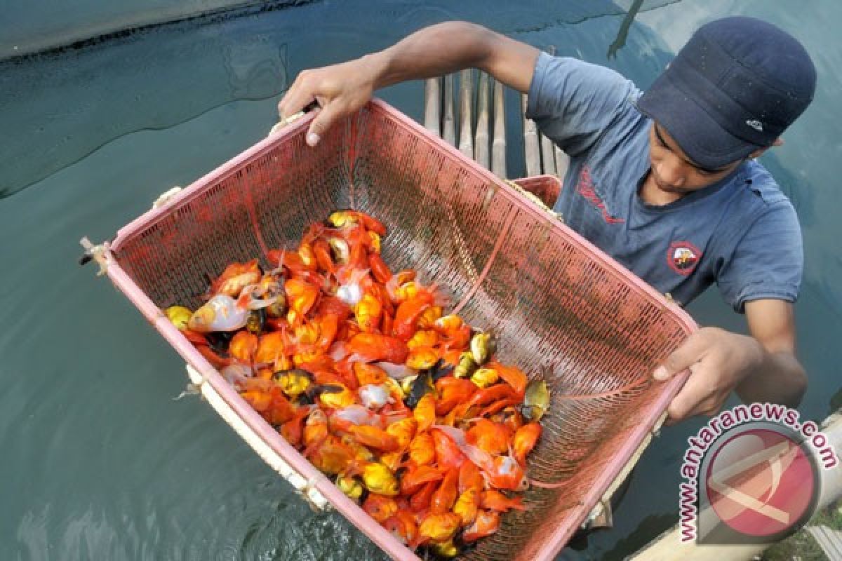 500 kolam ikan di Bantul terseret banjir