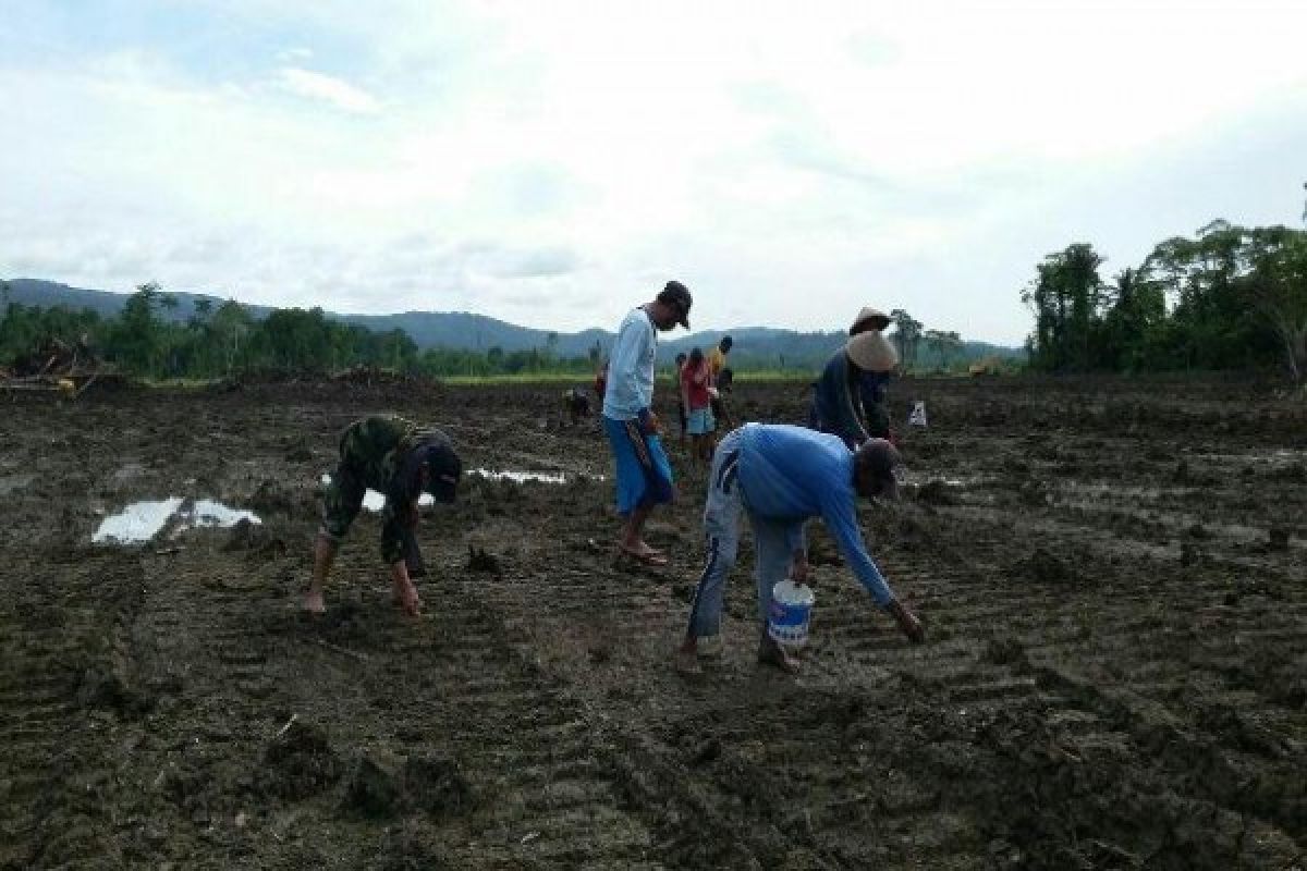 Babinsa Koramil Nimboran bantu tanam padi di Kampung Hamonggrang