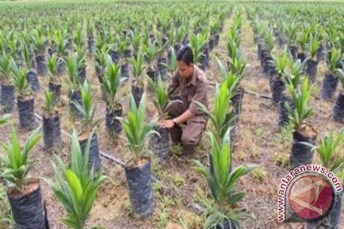 Petani Penajam Tidak Berminat Remajakan Kebun Sawit