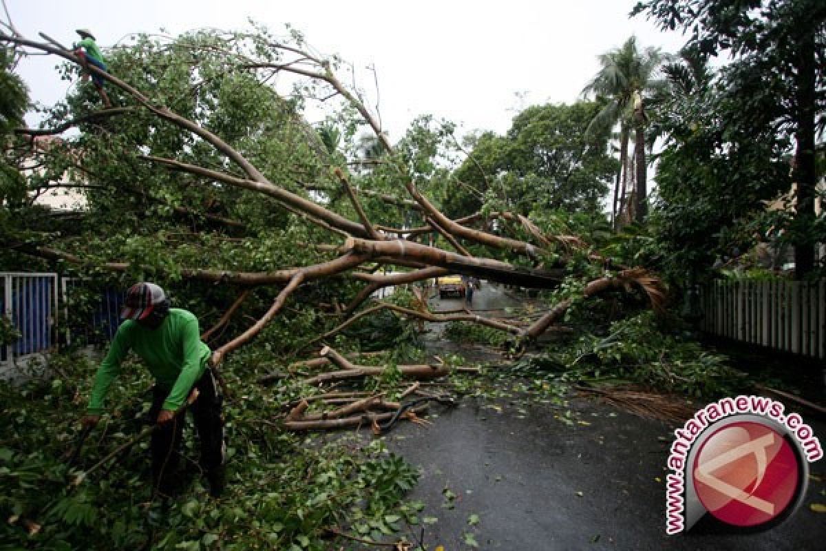 Angin ribut tumbangkan sejumlah pohon di Serui 