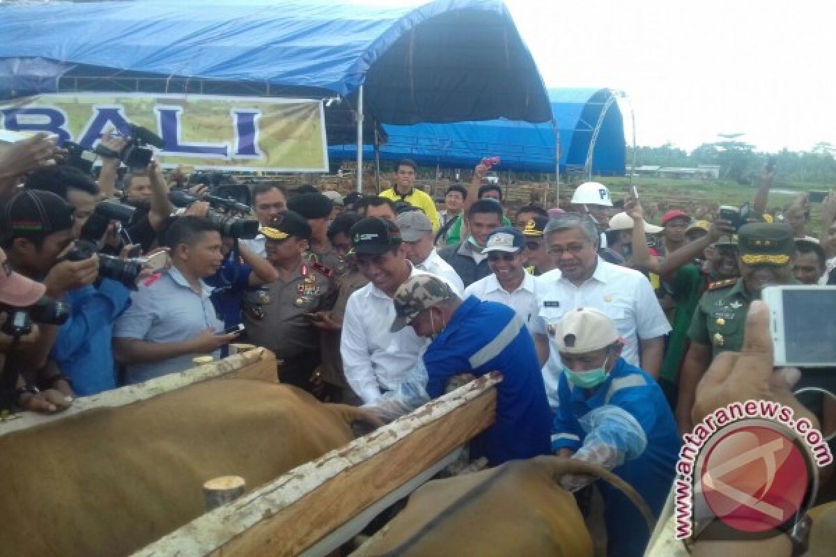 Mentan Panen Pedet 627 Sapi di Konawe Selatan 