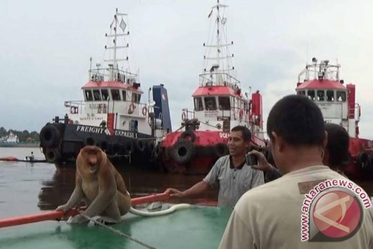 Syukurlah!!! Warga Sampit Selamatkan Bekantan Yang Hanyut Di Sungai Mentaya