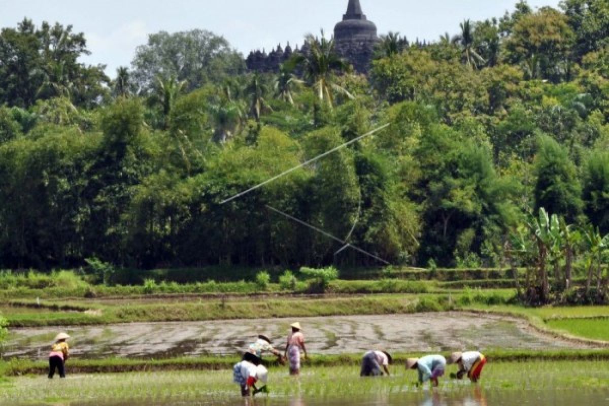 Tanaman Padi di Temanggung Capai 8.851 Hektare