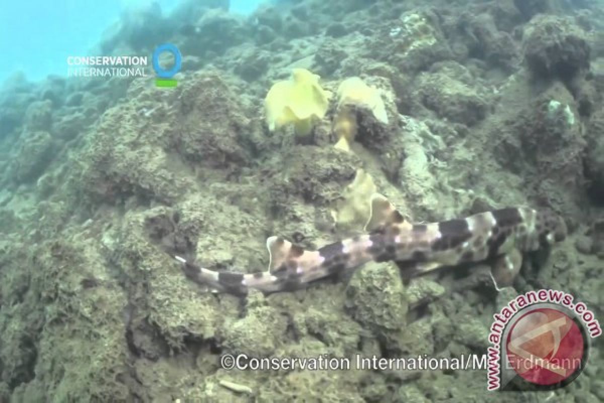 Spesies "hiu berjalan" ditemukan di Raja Ampat dan Halmahera