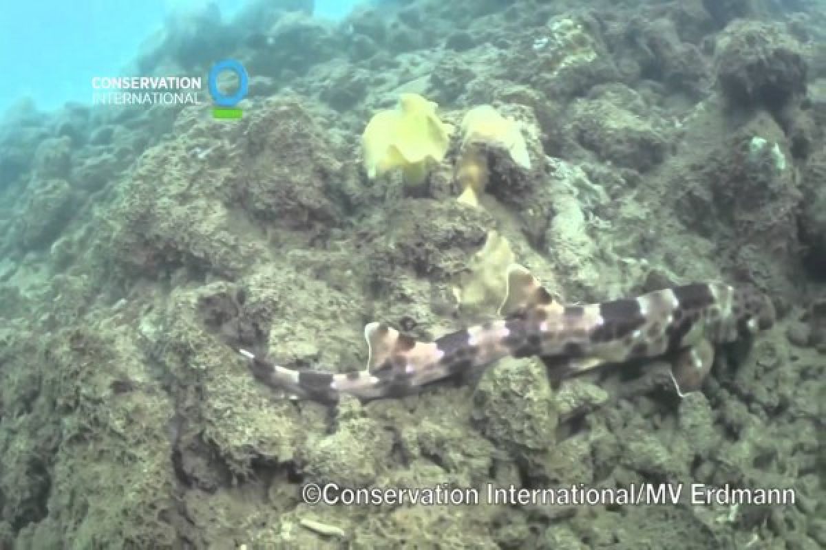 Lima spesies hiu berjalan ada di Indonesia