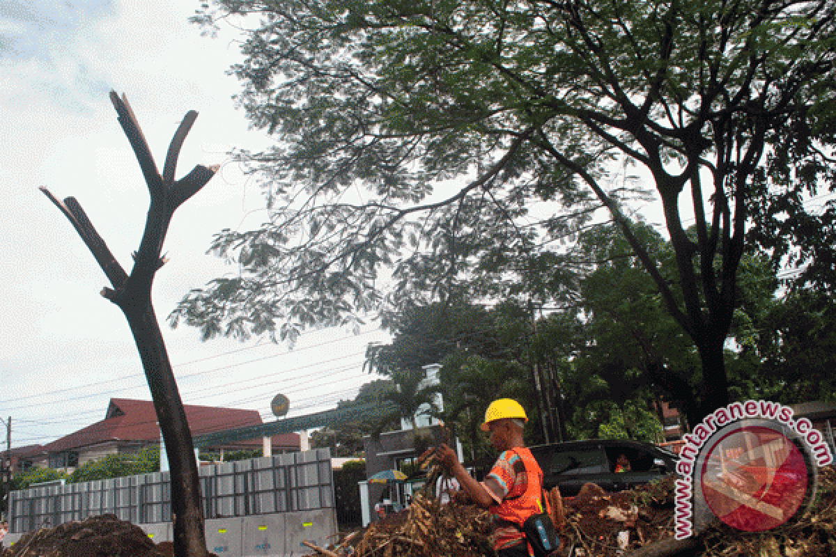 Penebangan Pohon Jalan Sholis Diklarifikasi