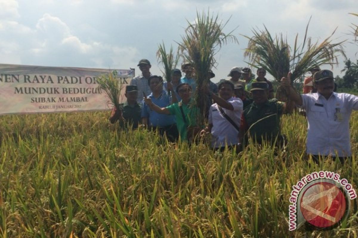 AQUA Mambal Panen Raya Padi Sehat Di Subak Mambal 