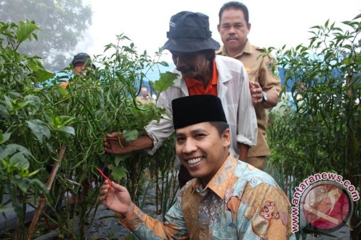 Padang Panjang Siapkan 20 Hektare Lahan Cabai