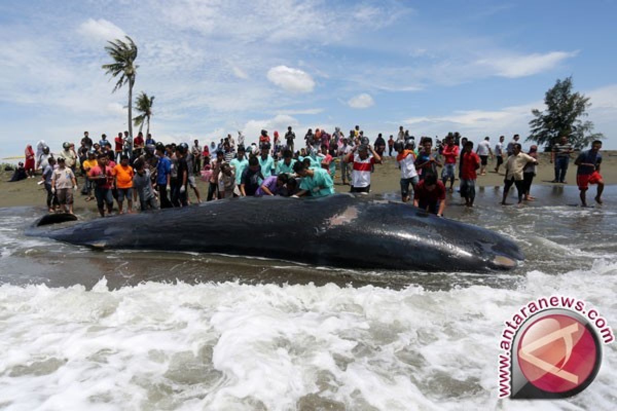 Seekor paus terdampar di pantai Lombok timur