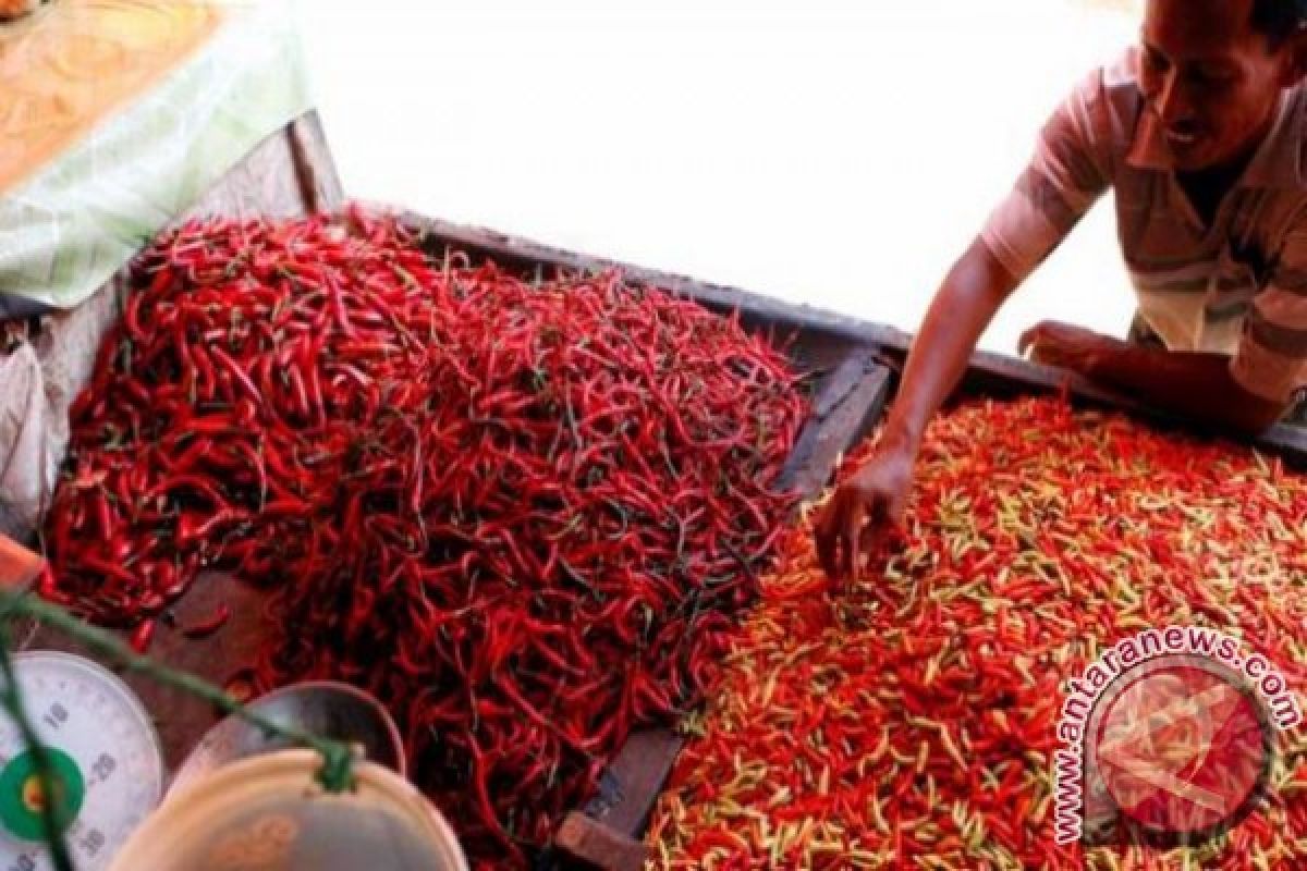 Harga Cabai di Kupang Mencapai Rp120.000/Kg