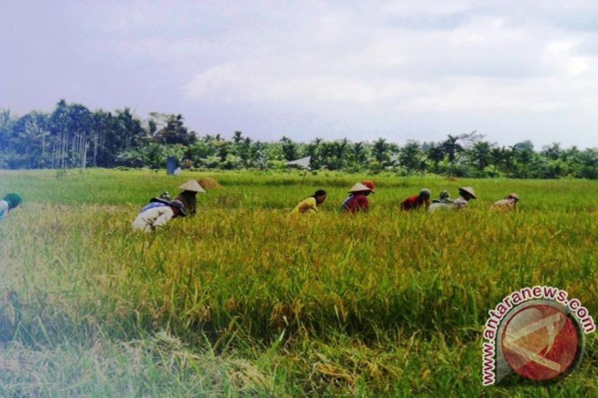 Tanjabtim targetkan cetak 650 hektare sawah