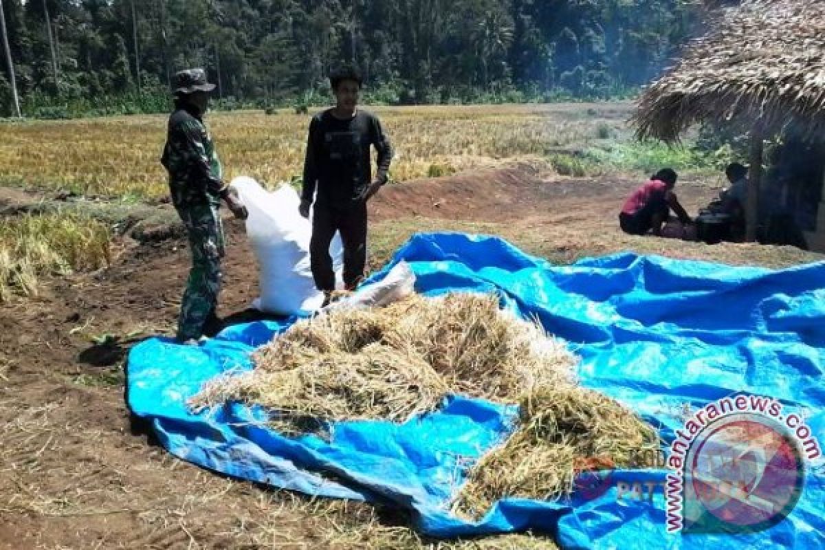 Saketa Panen Perdana 12,747 Ton Padi