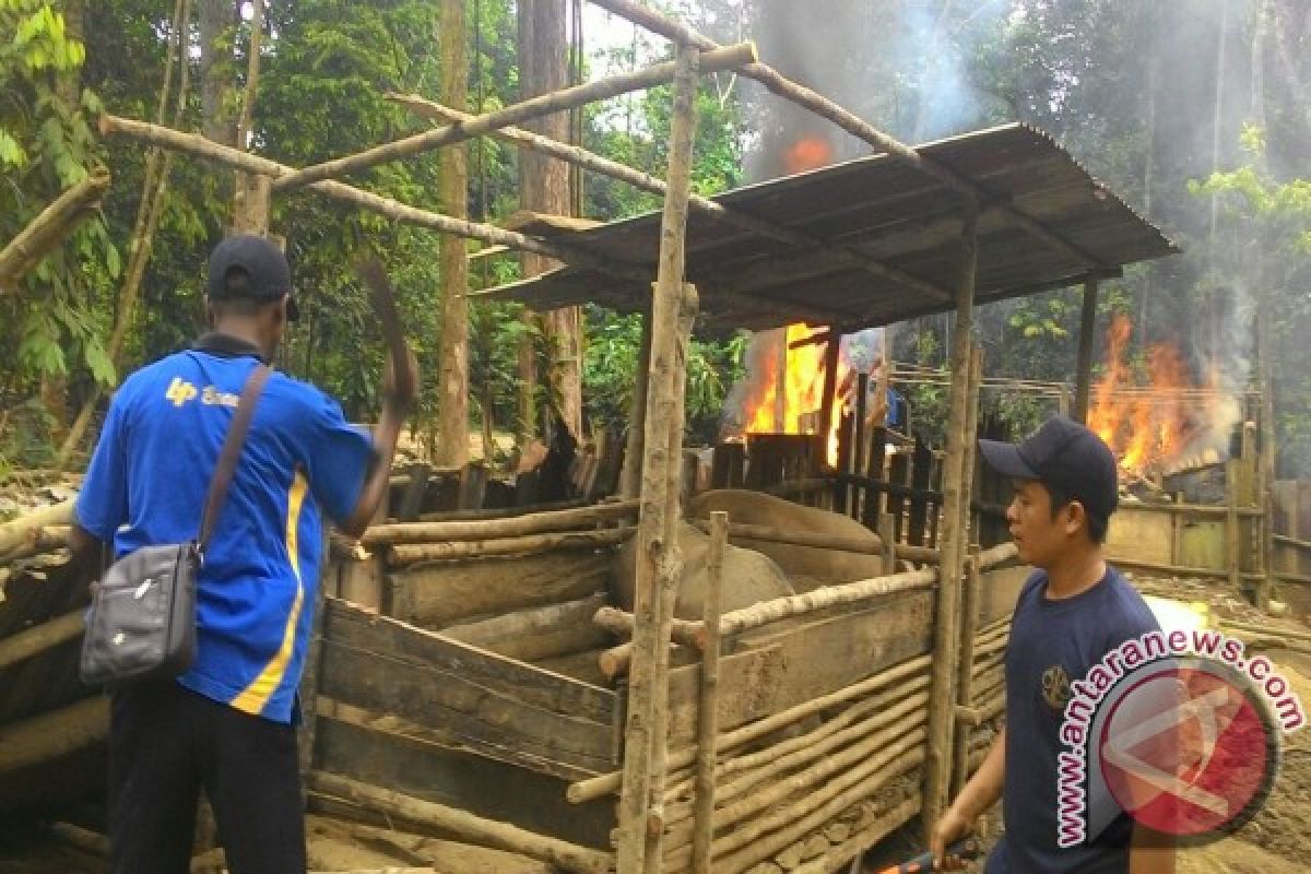 Ditpam Bongkar Peternakan Babi Dekat Hang Nadim