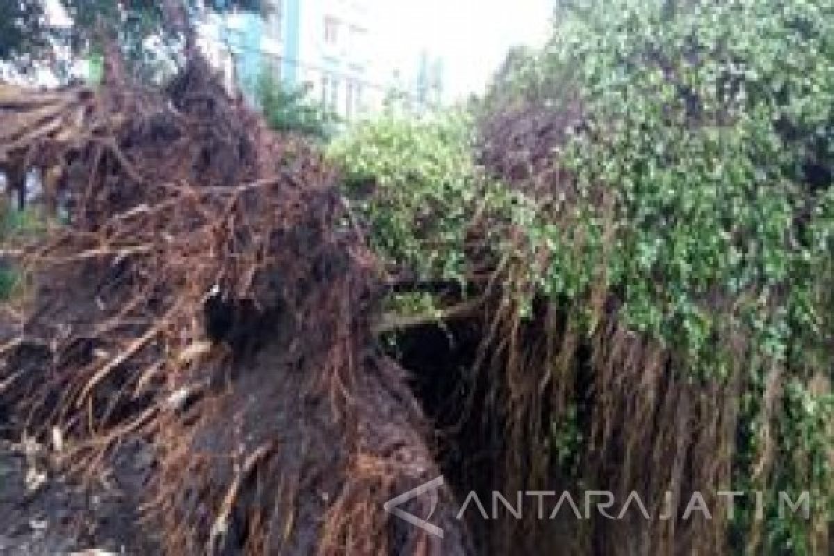Puting Beliung Tumbangkan Sejumlah Pohon di Malang