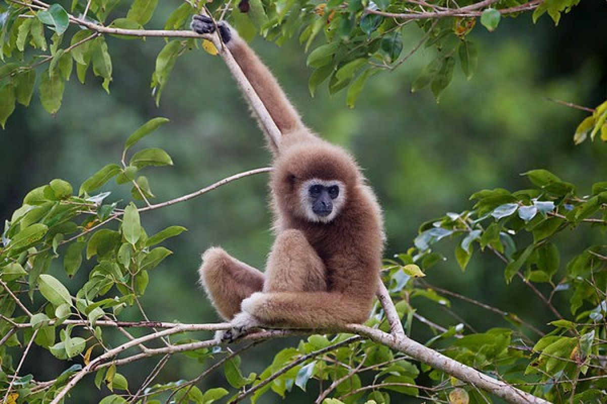 Spesies baru siamang diidentifikasi di China