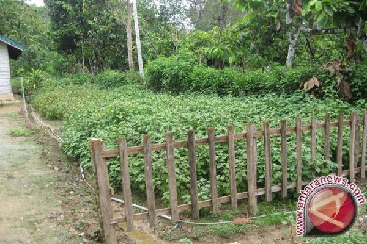 Petani Bombana butuh alat penyuling nilam