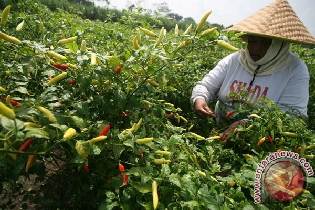 Harga cabai di Kota Singkawang mulai turun