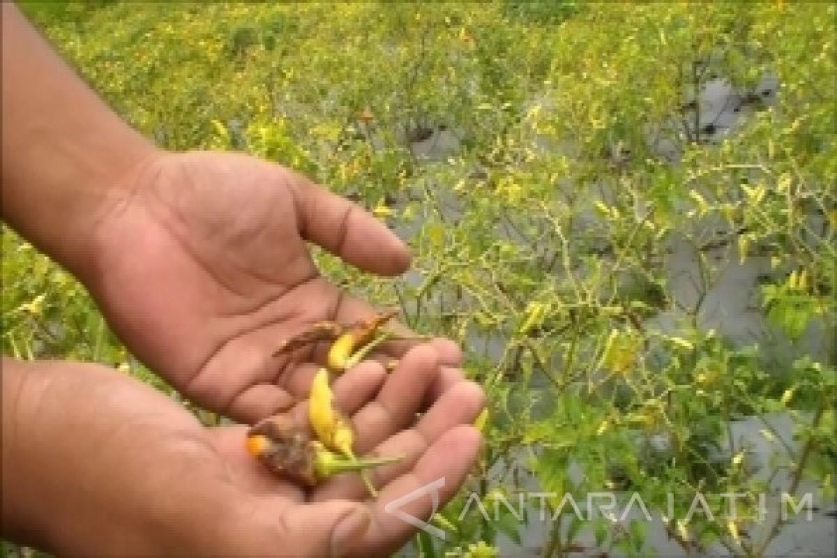 Tanaman Cabai Magetan Terserang Hama Lalat Buah