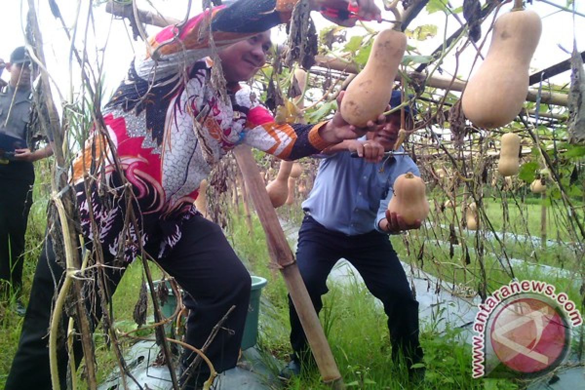 Anggota DPD Panen Labu Madu Lampung Timur  