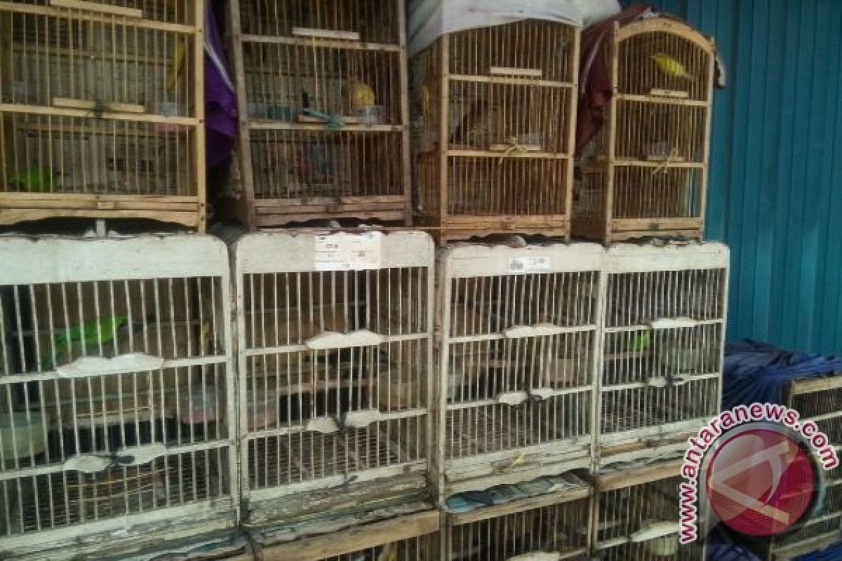 Burung perenjak jawa buruan utama di pasar burung