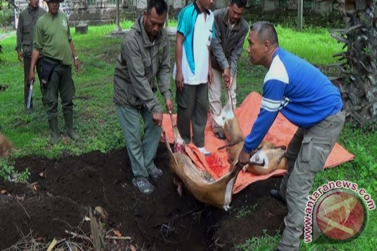 Empat Ekor Kijang Mati Akibat Perburuan Liar