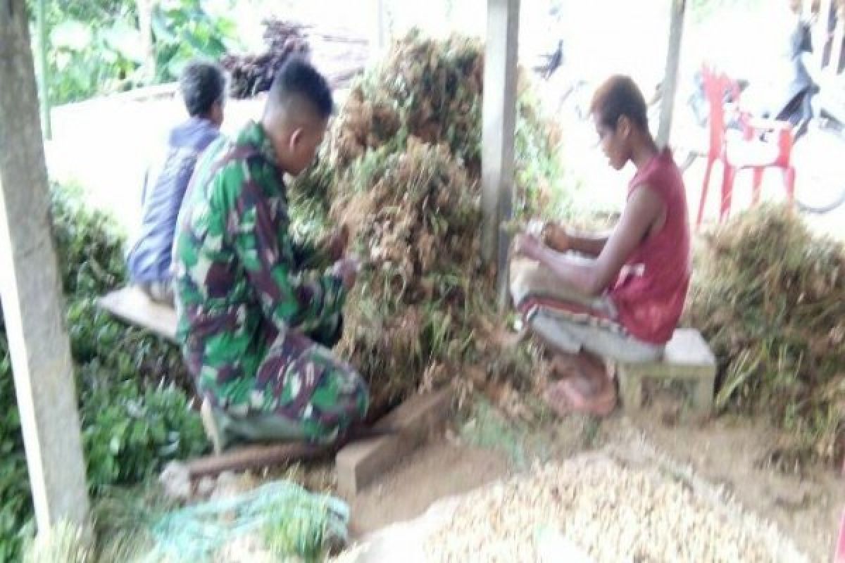Babinsa Koramil Biak bantu petani panen kacang tanah