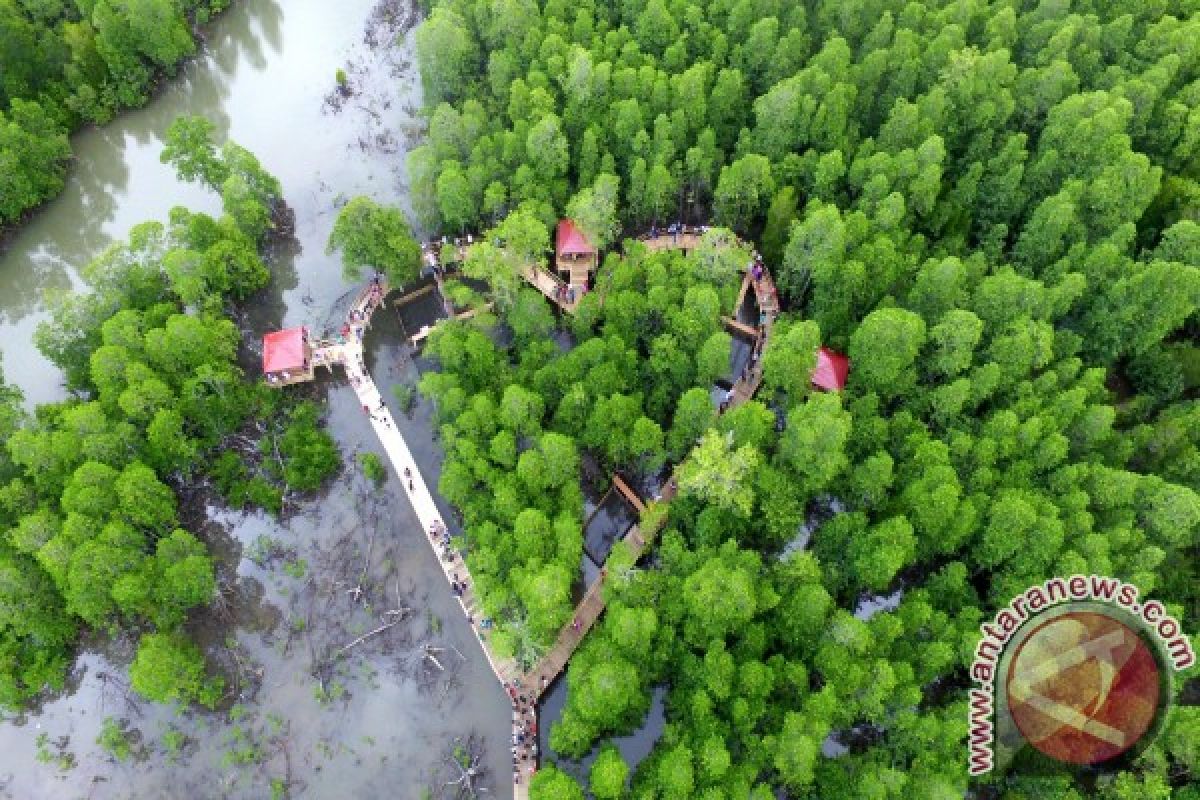 Ribuan Warga Padati Lokasi Wisata Tracking Mangrove 