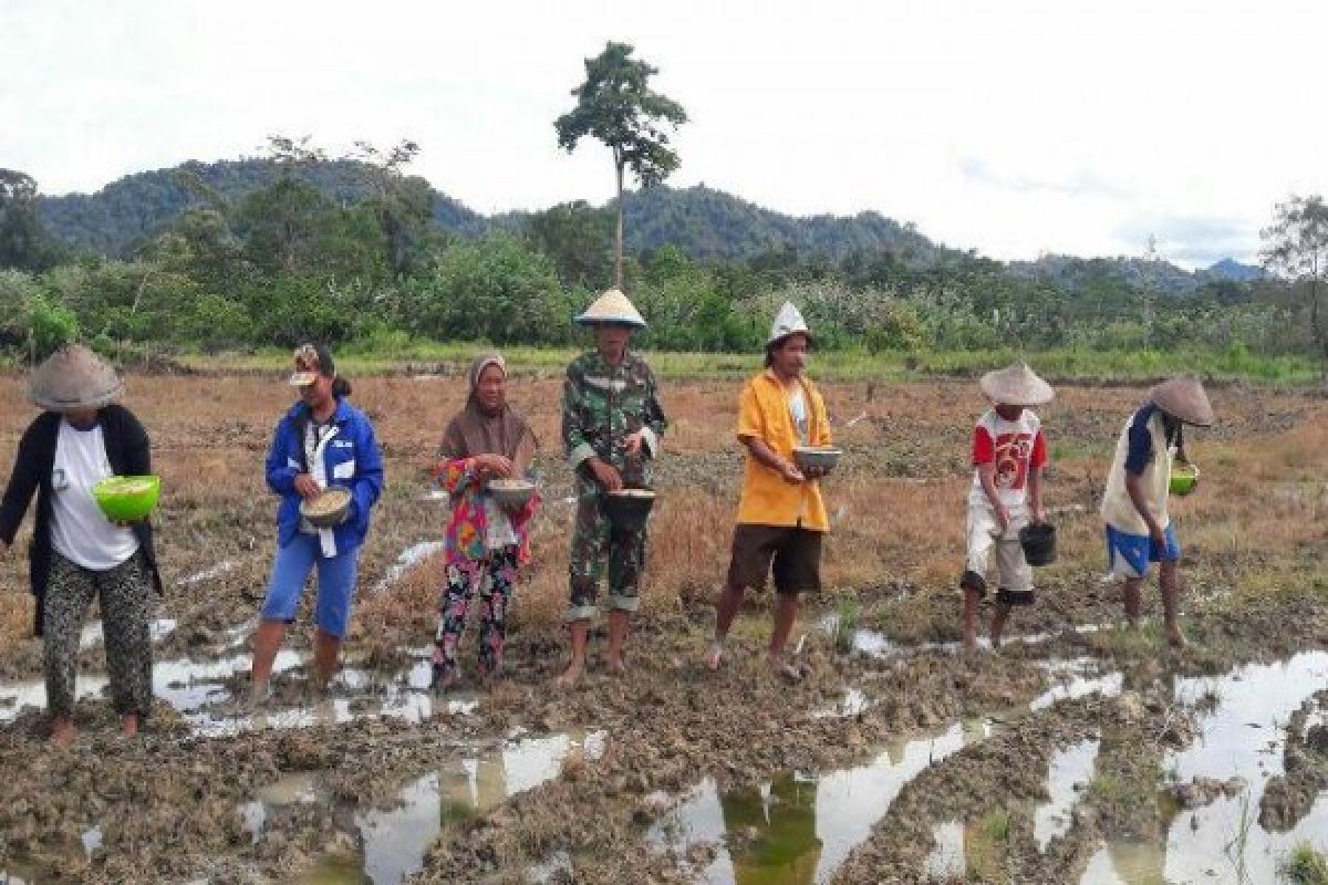 Danramil Lereh dampingi petani tanam padi 