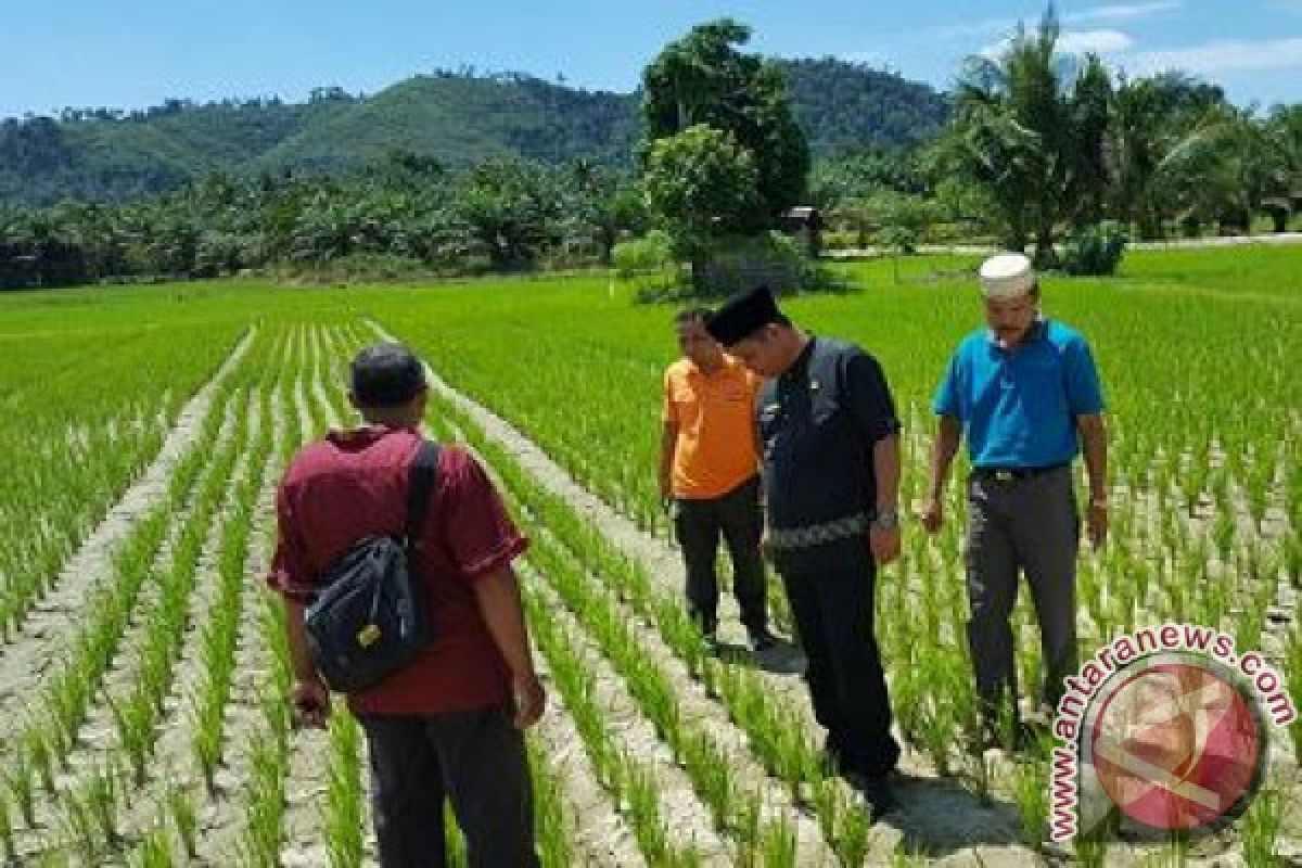 Kekeringan landa puluhan hektare persawahan di Tapanuli Selatan