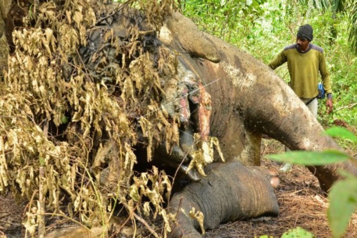 Seekor gajah mati ditembak di Aceh Timur