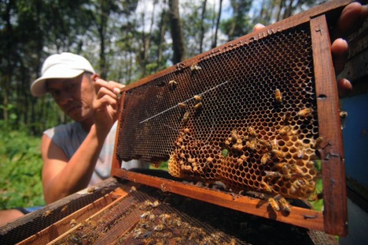 Kubu Raya Kembangkan Madu Mangrove Batu Ampar