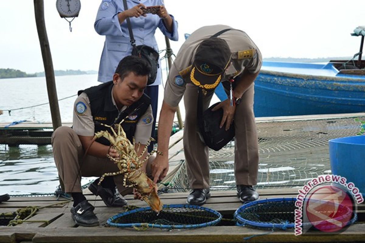 KKP Lepas Liarkan Lobster di Bintan