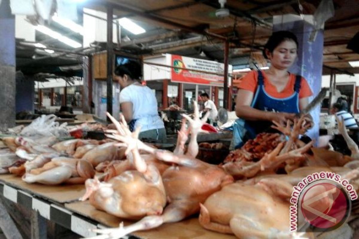 Harga Ayam Potong di Sampit Naik 