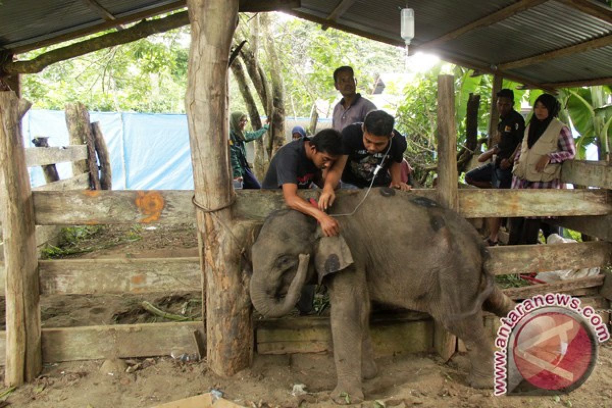 Anak gajah mati dalam perawatan di Aceh 