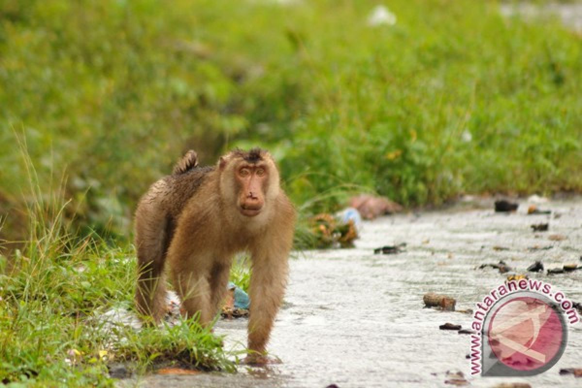 Gawat, monyet liar serang manusia dan rusak rumah warga di Medan