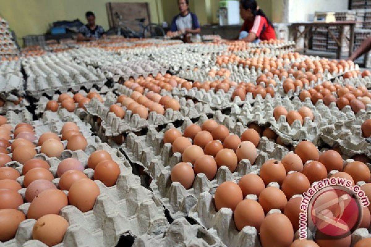 Harga telur ayam di Singkawang Rp24 ribu