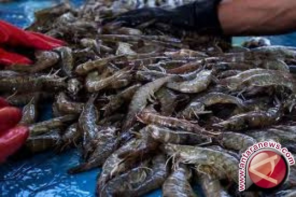 DKP Kolaka tingkatkan produksi udang 2,5 persen