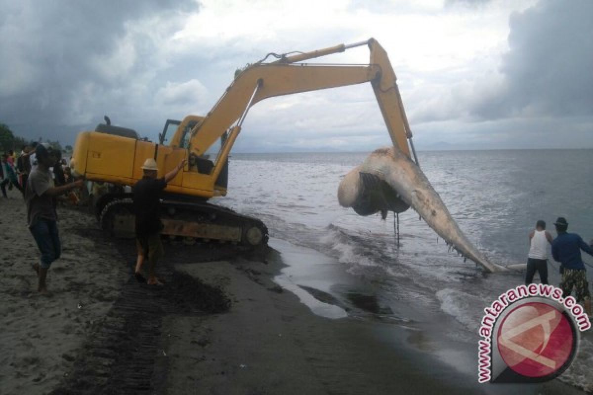 Bpspl Denpasar Kubur Paus Menggunakan Alat Berat di Lombok Timur