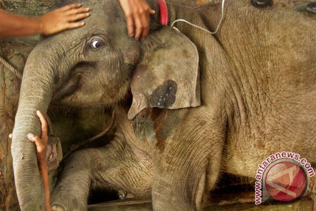 Bayi gajah lahir di Way Kambas
