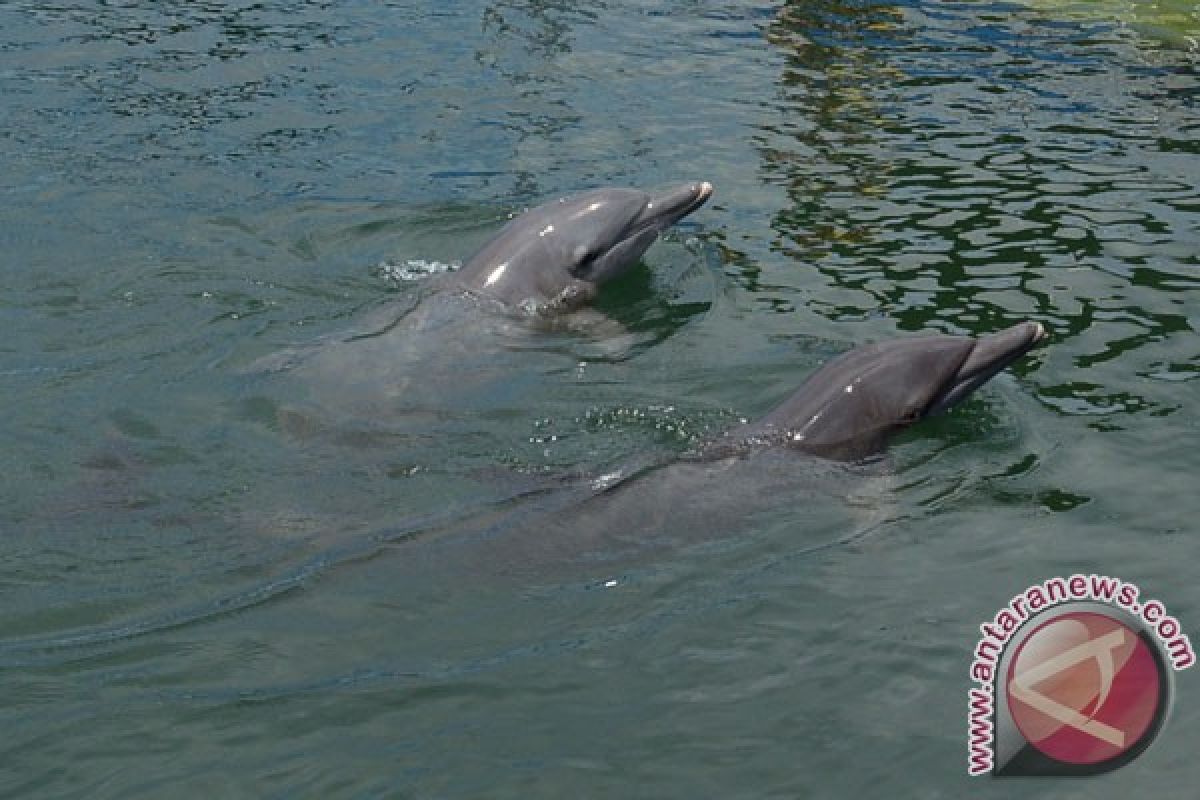 Meksiko perluas suaka buat lumba-lumba vaquita