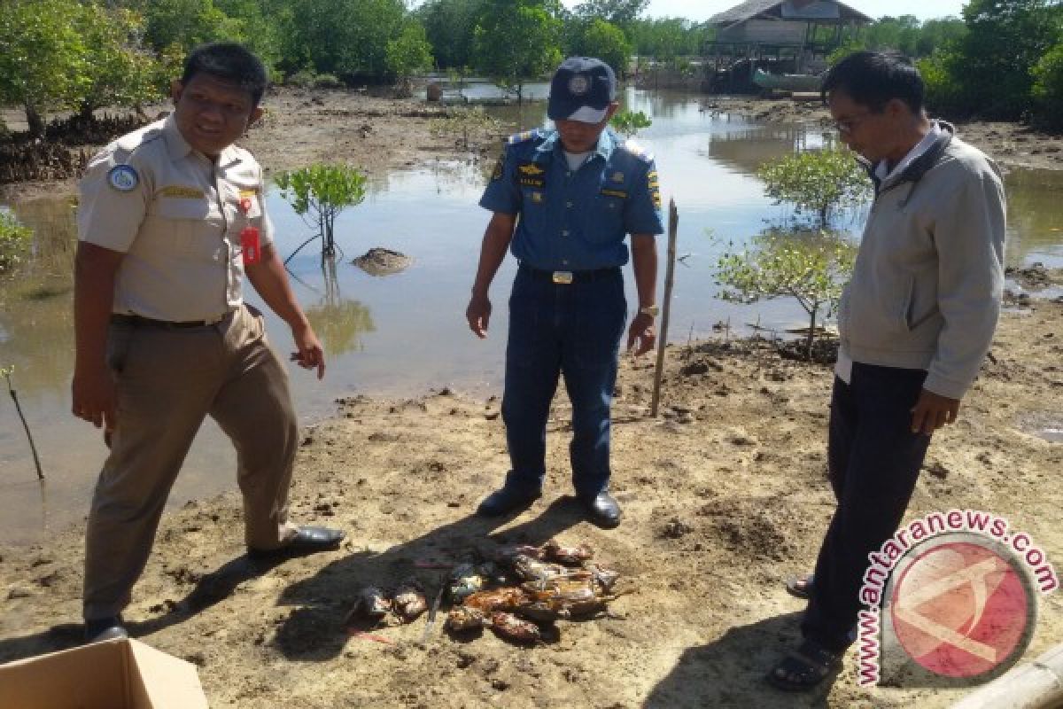 Digagalkan Pengiriman, Kepiting Bertelur dilepaskan