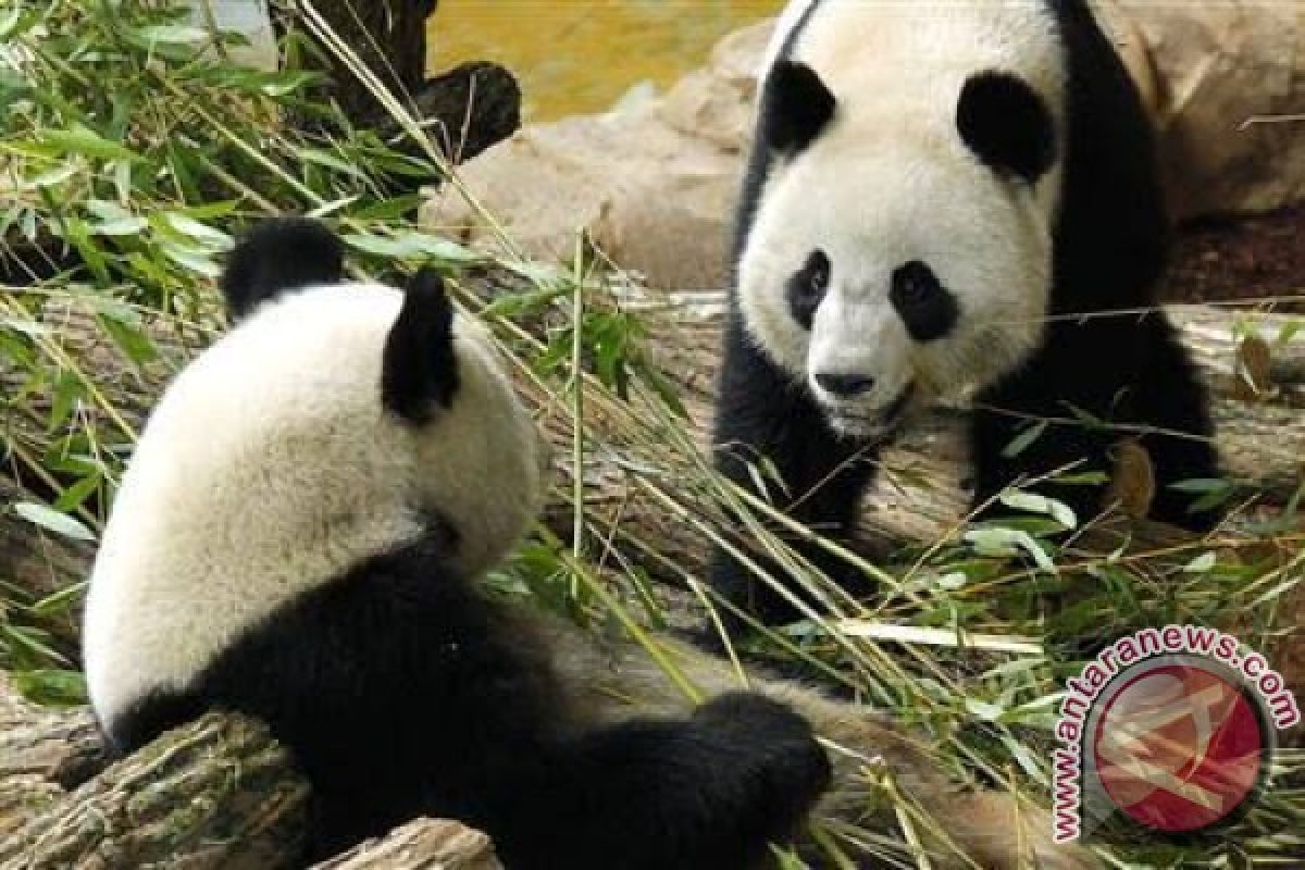 Ibu dan anak panda mati di Kebun Binatang Shanghai