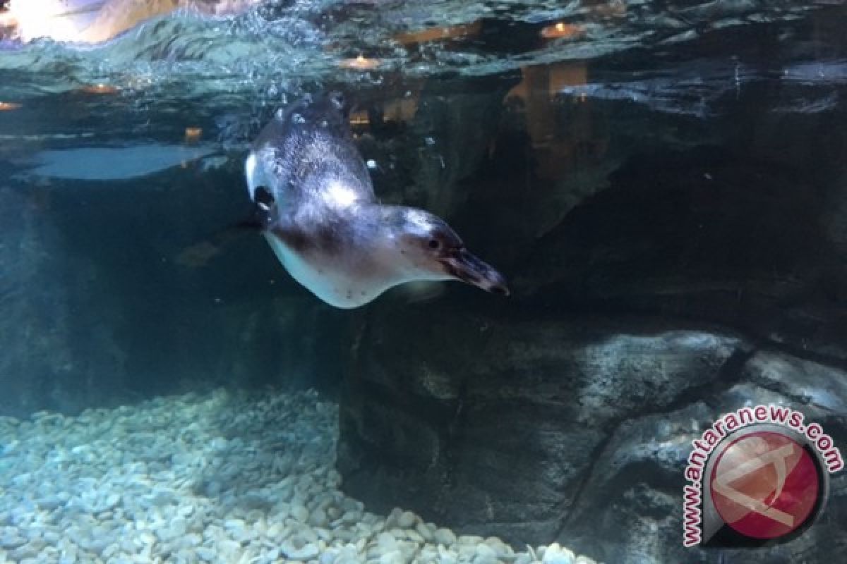 Makan ditemani penguin di restoran Pingoo