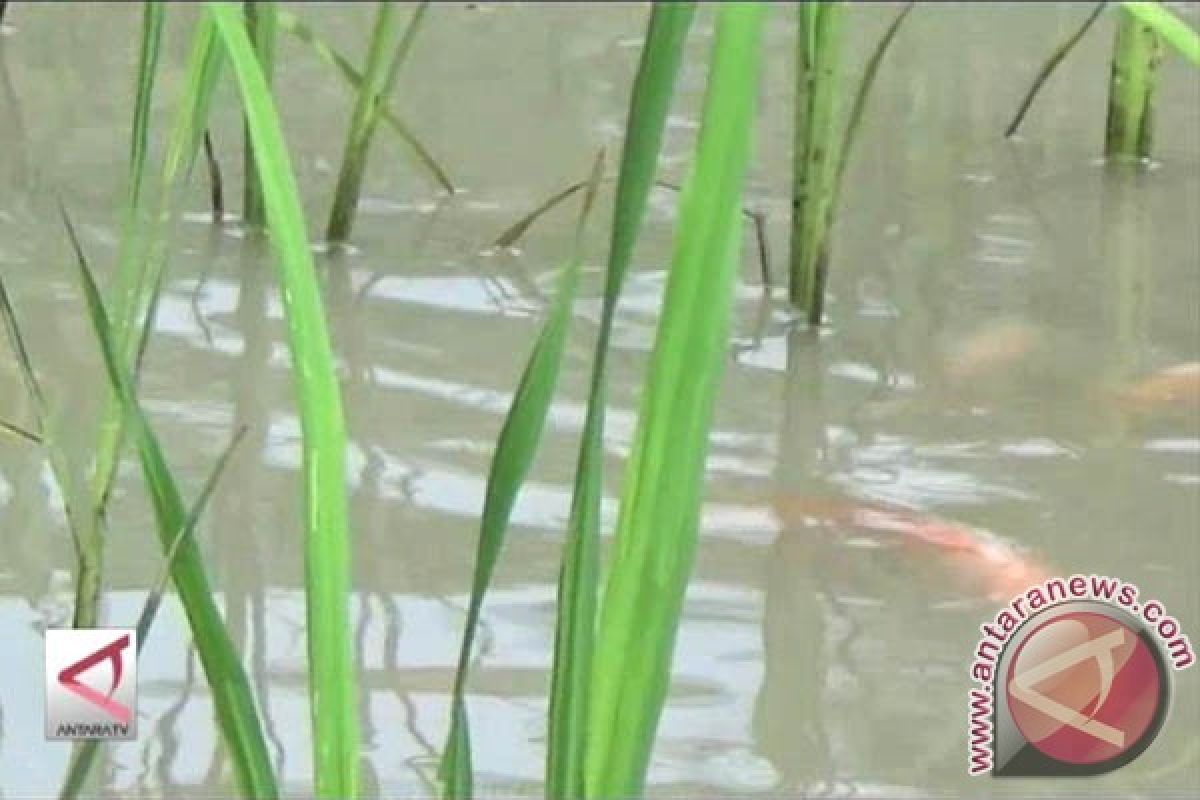 Mina Langgeng Mulya panen minapadi kolam dalam