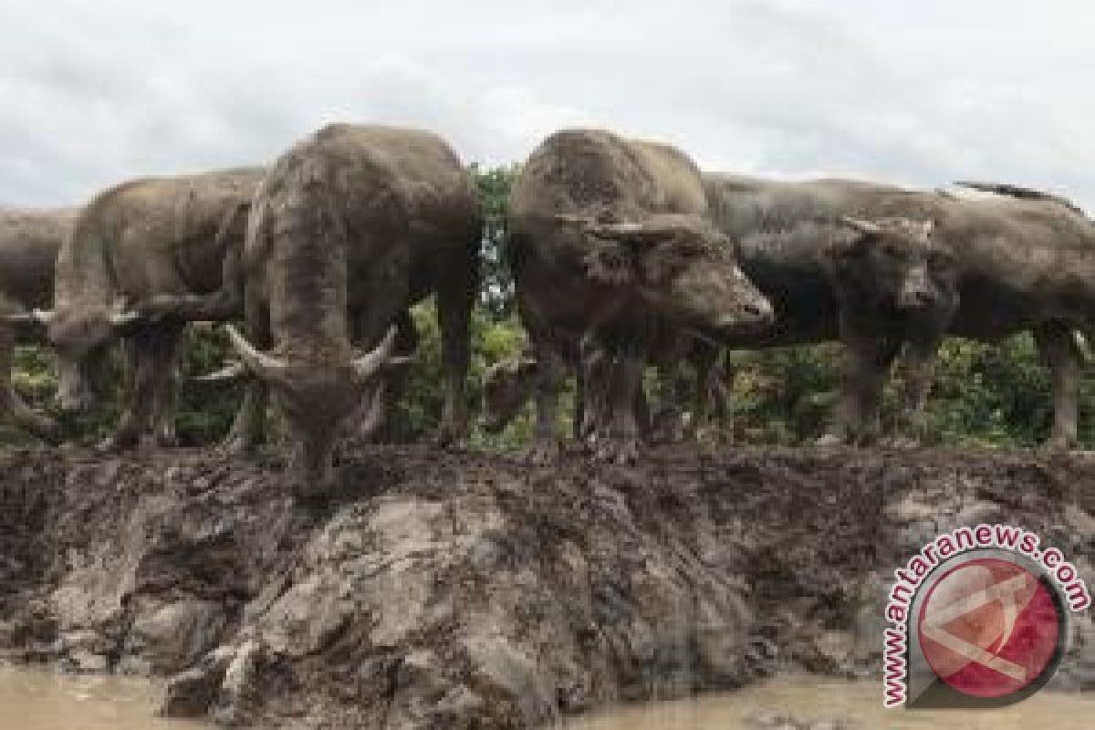 Sumsel kembangkan kerbau rawa tambah persediaan daging