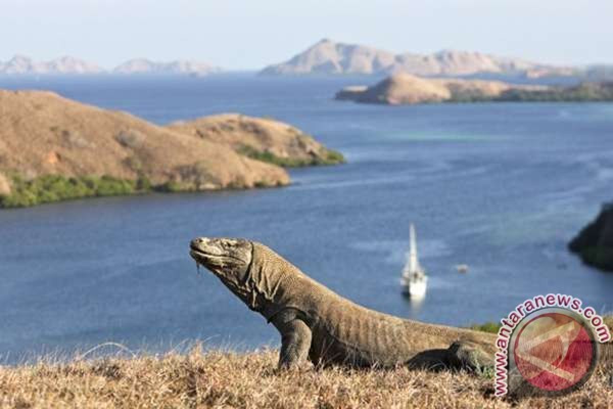 Wisata Komodo jadi sumber devisa tertinggi