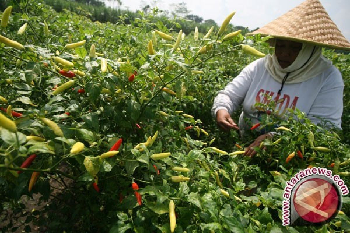 Nilai tukar petani Babel turun 1,64 persen