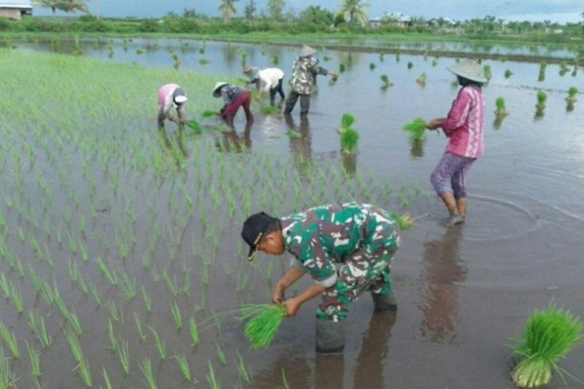 Babinsa Merauke bantu petani Kampung Muram Sari tanam padi