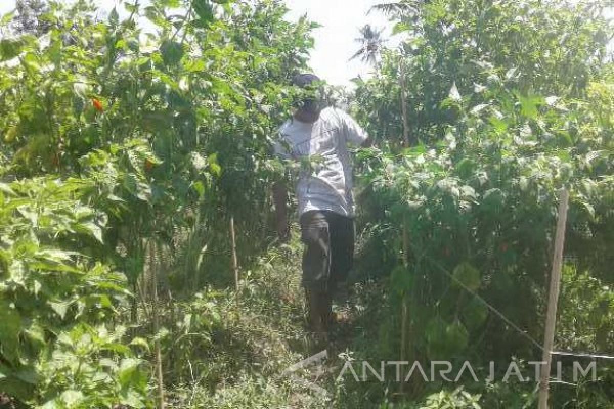 Petani Cabai Situbondo Bayar Penjaga malam Rp100 ribu/hari